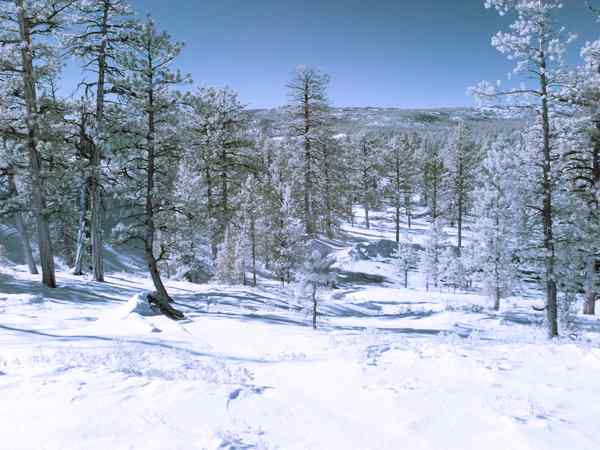 Skiing And Snowshoeing In Utah’s Winter Wonderland