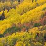 Utah’s Best Scenic Drives For Fall Foliage