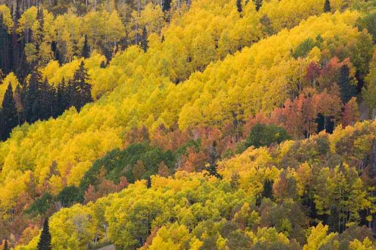 Utah’s Best Scenic Drives For Fall Foliage