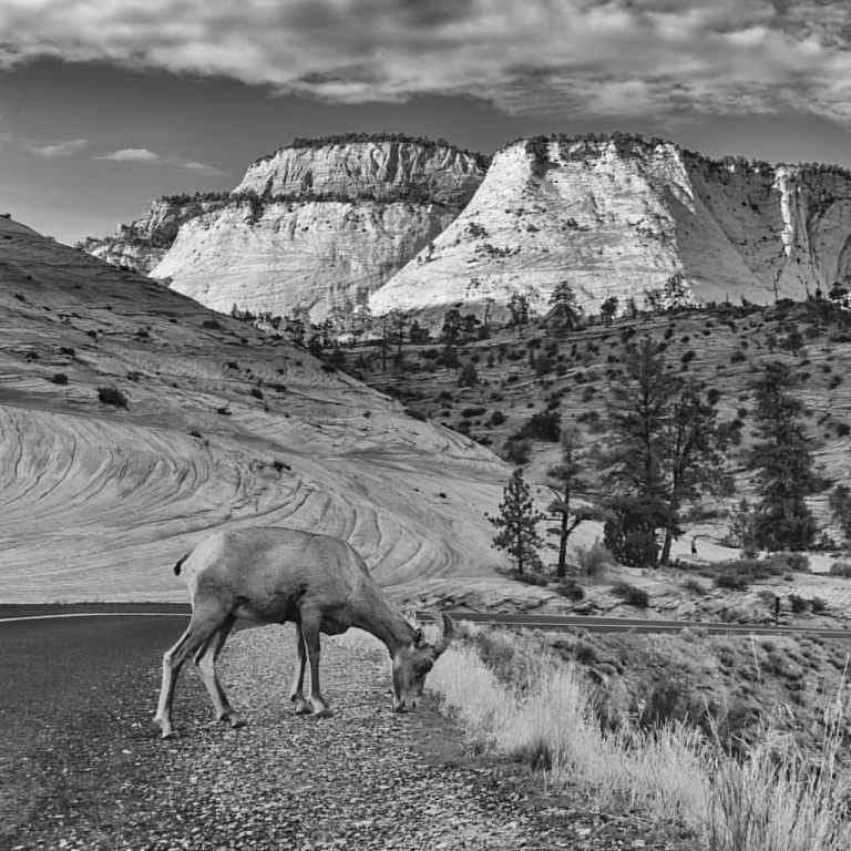 Exploring Utah’s Diverse Wildlife And Ecosystems