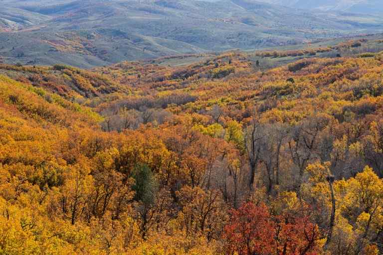 Scenic Drives Through Utah’s Colorful Fall Foliage